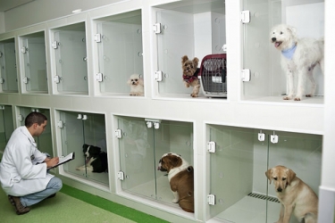 pet shop